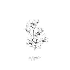 Magnolia tree branch spring flowers, abstract floral sketch art - 775520566
