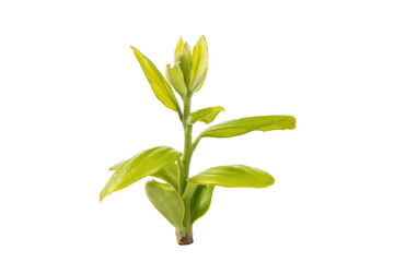 young green leaves on a tree branch isolated on white background, buds in spring