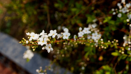 흰색 꽃 봄 나무 자연  봄 봄날  - obrazy, fototapety, plakaty