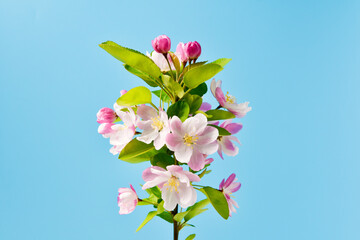 Spring flowers bloom. malus spectabilis blossoming flowers on blue background.