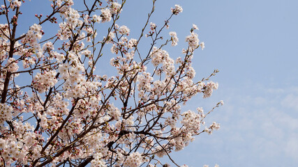 벚꽃 꽃 봄 나무 자연 flower 봄 봄날 
