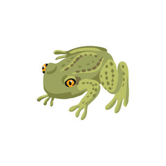 vector drawing grass frog isolated at white background, hand drawn illustration