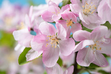 Spring flowers bloom. closeup of malus spectabilis blossoming flowers background.