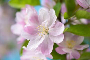 Naklejka na ściany i meble Spring flowers bloom. closeup of malus spectabilis blossoming flowers background.