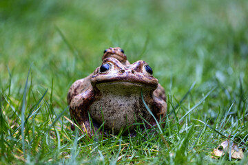 Obraz premium frog on grass