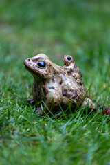 frog on the grass