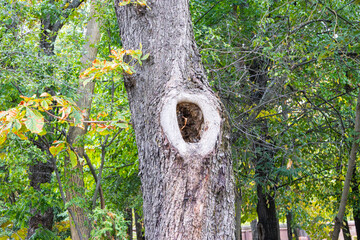 Tree hollow in the forest