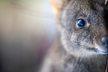 Beautiful pademelon and wallaby in the Australian bush, in the blue mountains, nsw. Australian wildlife in a national park  - obrazy, fototapety, plakaty