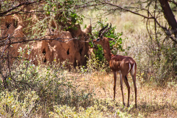 A Male Gerenuk or Giraffe Gazelle in the shade of an acacia tree at the Buffalo Springs Reserve in Samburu County, Kenya
