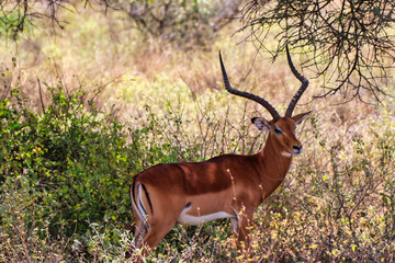 A beautiful male impala with graceful antlers in the shade of an acacia tree in the Buffalo Springs Reserve in Samburu County, Kenya