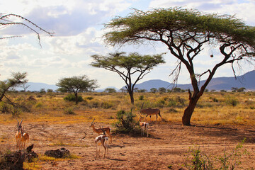 A Group of Grants Gazelle and a lone Beisa Oryx graze in the dry plains of the Buffalo Springs...