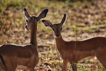 A pair of female impalas look around with curiosity at the Buffalo Springs Reserve in Samburu...