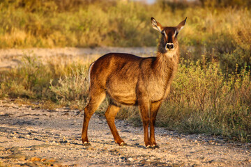 A young waterbuck is pictured in a golden twilight evening setting at the Buffalo Springs Reserve...