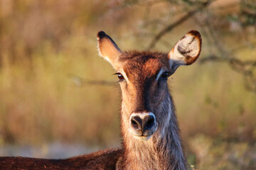 Close up of a young waterbuck in the evening sun at the Buffalo Springs Reserve in Samburu County, Kenya
