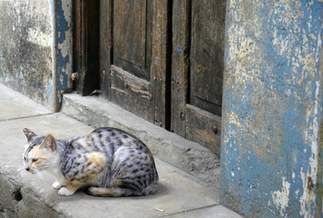Cat watching passersby attentively on a stone step near a wooden gate in Zanzibar's Stone Town