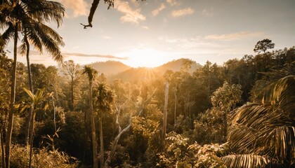 southeast asian rainforest with deep jungle - obrazy, fototapety, plakaty