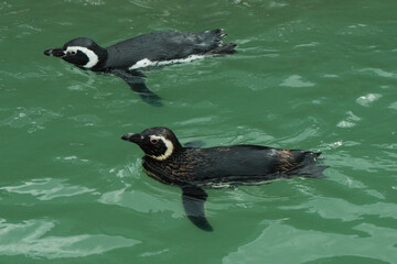 Naklejka premium small colony of penguins, Mar Del Plata, Argentina