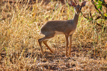 A petite Dikdik antelope in the evening sun at the Buffalo Springs Reserve in Samburu County, Kenya