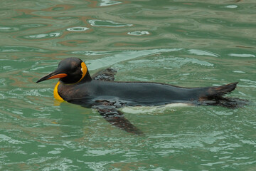king penguin on the Atlantic Ocean, sunny day, no humans