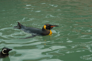 king penguin on the Atlantic Ocean, sunny day, no humans