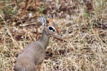 Closeup of a petite Dikdik antelope at the Buffalo Springs Reserve in Samburu County, Kenya