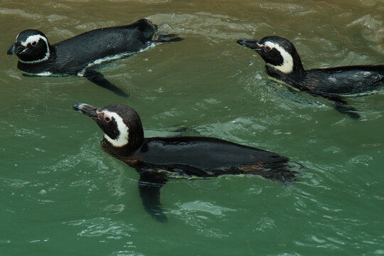 small colony of penguins, Mar Del Plata, Argentina