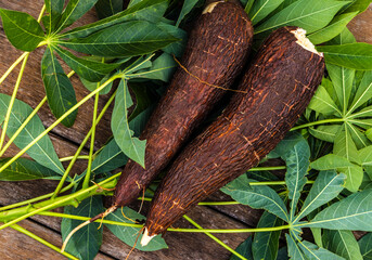 Cassava root and green leaves of the plant on a wooden table in Brazil