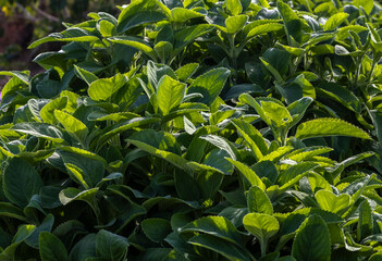 Selective focus of Boldo. Green plant named Boldo da Terra in Brazil. Plant used to make tea e products medicinais;