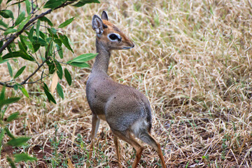 Closeup of a petite Dikdik antelope at the Buffalo Springs Reserve in Samburu County, Kenya