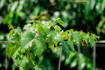 Green grapevine leaves that crawl