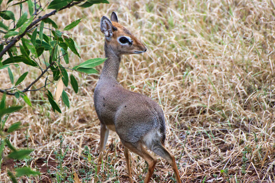 Closeup of a petite Dikdik antelope at the Buffalo Springs Reserve in Samburu County, Kenya