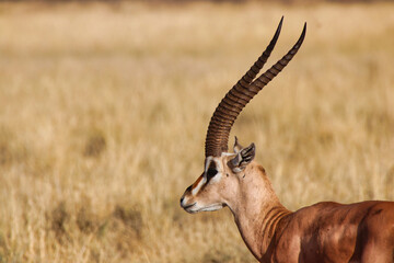 Close up of a Grants Gazelle with its scimitar like antlers or horns at the Buffalo Springs Reserve in Samburu County, Kenya