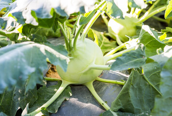 Kohlrabi cabbage head grown in organic garden in Thailand, healthy food, agriculture industry
