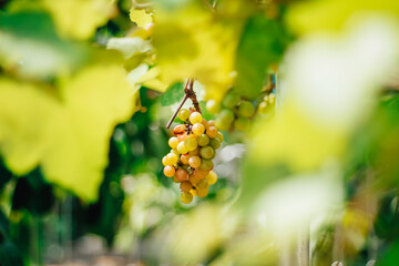 portrait of grapes with blurred background of leaves