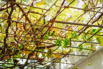 grape plant with trailing leaves