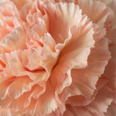 Focus on the texture of the carnation's fringed petals, emphasizing their unique look and soft fee - 775534572