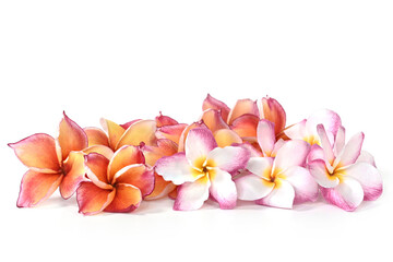 Close-up of colorful frangipani flower isolated on a white background