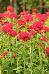 A Lush of Blooming Red Cockscomb Flowers