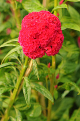 A Blooming Red Cockscomb Flower