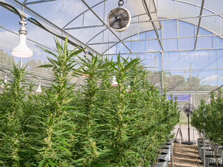 Indoor cannabis cultivation. Greenhouse marijuana farming.