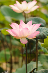 A Blooming Pink Lotus