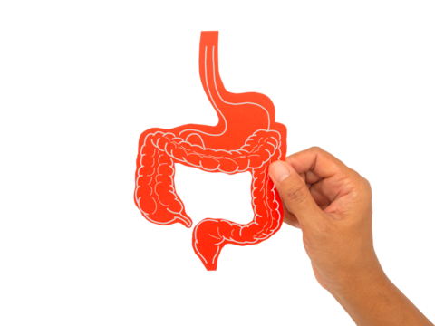Hand holding intestine symbol on a transparent background.