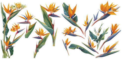Watercolor Strelitzia clipart for graphic resources