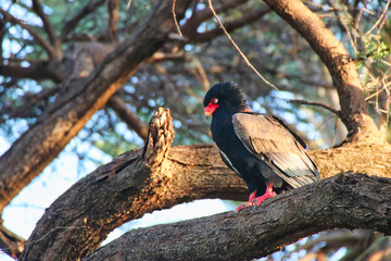 A rare Bateleur Eagle on the branch of a tree in the afternoon sun at the Buffalo Springs Reserve...