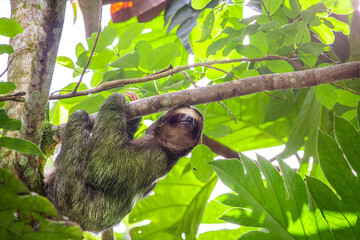 Fototapeta premium Sloth in Costa Rica