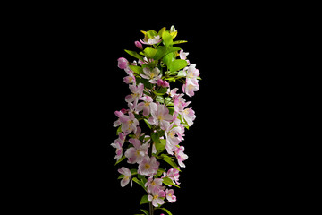 Spring flowers bloom. malus spectabilis blossoming flowers on black background.