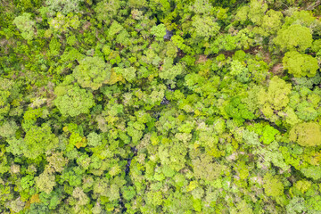 Aerial view of the Borneo rainforest.