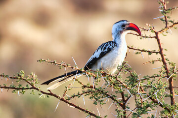 A Northern Red billed Hornbill on top of an acacia tree branch at the Buffalo Springs Reserve in Samburu County, Kenya