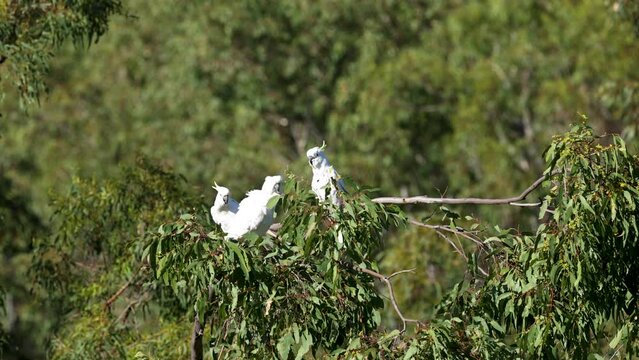 Cockatoos Interacting in Treetops