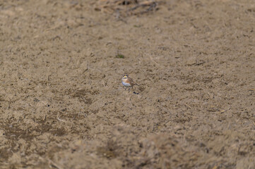 Horned Lark in a Field near Shiawassee National Wildlife Refuge, near Saginaw, Michigan.